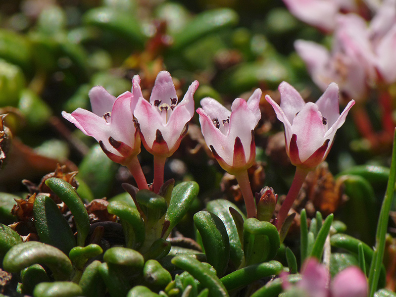 Kalmia procumbens  (=Loiseleuria procumbens)